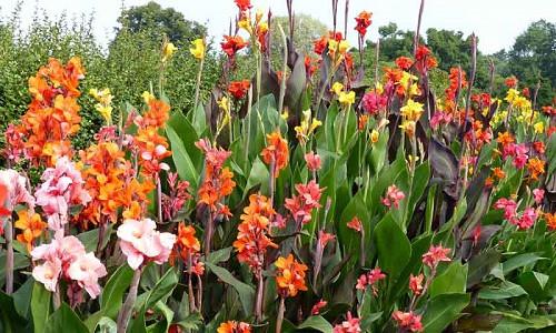 Canna Lily bulbs, Canna lilies, Canna Rhizomes, Canna Tubers, Planting Cannas, Caring for Cannas, Growing Cannas, Canna Care